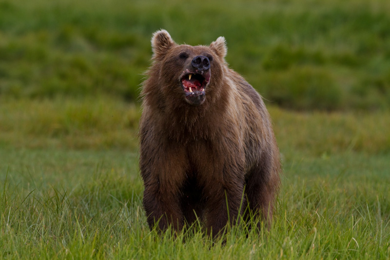 Grizzly Bear Eating Salmon